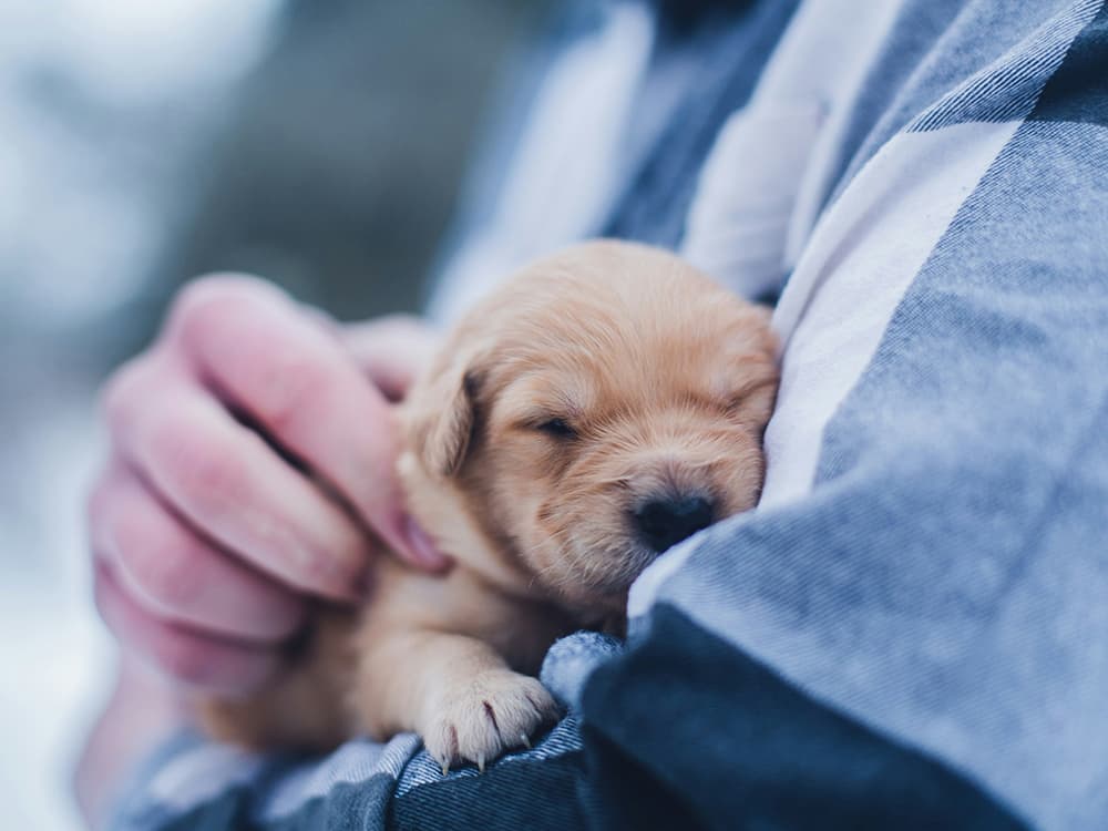 Man holding a puppy