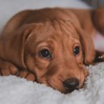 A puppy laying down
